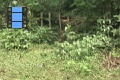 Scene 59_hssflight_Morpho peleides appraching banana bait in circular flight